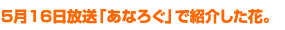 5月16日放送「あなろぐ」で紹介した花。