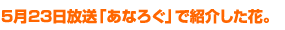 5月23日放送「あなろぐ」で紹介した花。