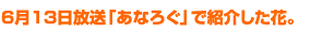6月13日放送「あなろぐ」で紹介した花。