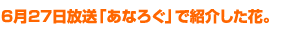 6月27日放送「あなろぐ」で紹介した花。