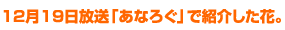 12月19日放送「あなろぐ」で紹介した花。