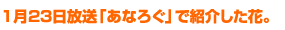 1月23日放送「あなろぐ」で紹介した花。
