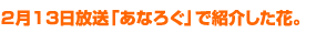 2月13日放送「あなろぐ」で紹介した花
