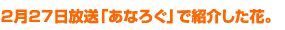 2月27日放送「あなろぐ」で紹介した花