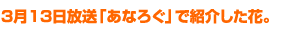 2月13日放送「あなろぐ」で紹介した花