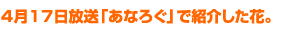 4月17日放送「あなろぐ」で紹介した花
