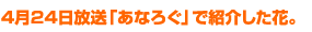 4月24日放送「あなろぐ」で紹介した花