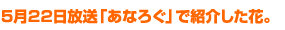 5月22日放送「あなろぐ」で紹介した花
