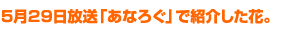 5月29日放送「あなろぐ」で紹介した花