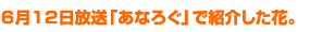 6月12日放送「あなろぐ」で紹介した花