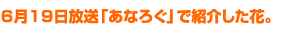 6月19日放送「あなろぐ」で紹介した花