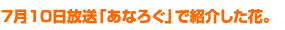 7月10日放送「あなろぐ」で紹介した花