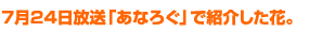 7月24日放送「あなろぐ」で紹介した花