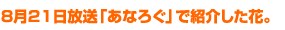 8月21日放送「あなろぐ」で紹介した花