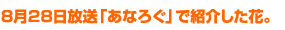 8月28日放送「あなろぐ」で紹介した花