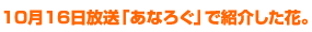 10月16日放送「あなろぐ」で紹介した花