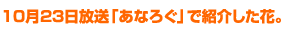 10月23日放送「あなろぐ」で紹介した花