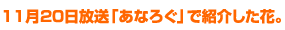 11月20日放送「あなろぐ」で紹介した花