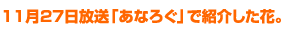 11月27日放送「あなろぐ」で紹介した花