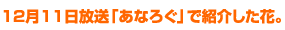 12月11日放送「あなろぐ」で紹介した花