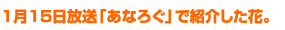 1月15日放送「あなろぐ」で紹介した花