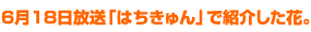6月18日放送「はちきゅん」で紹介した花