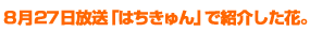 8月27日放送「はちきゅん」で紹介した花
