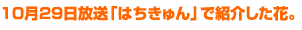 10月29日放送「はちきゅん」で紹介した花